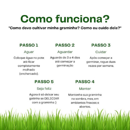 Graminha Natural para Gatos – Bem-estar, estímulo e alívio do estresse