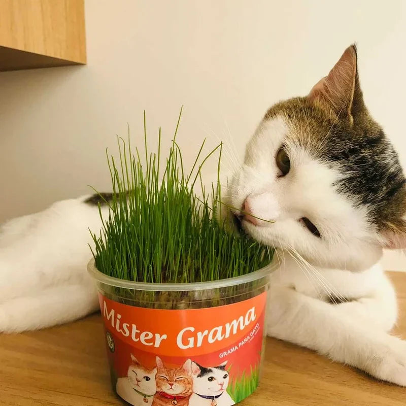 Graminha Natural para Gatos – Bem-estar, estímulo e alívio do estresse