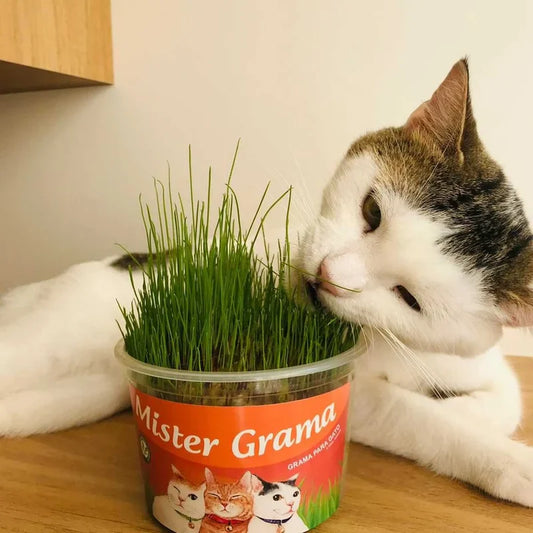Graminha Natural para Gatos – Bem-estar, estímulo e alívio do estresse