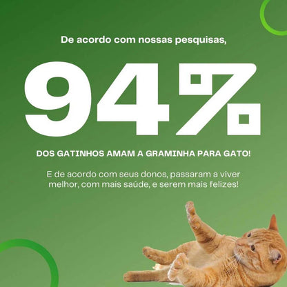 Graminha Natural para Gatos – Bem-estar, estímulo e alívio do estresse